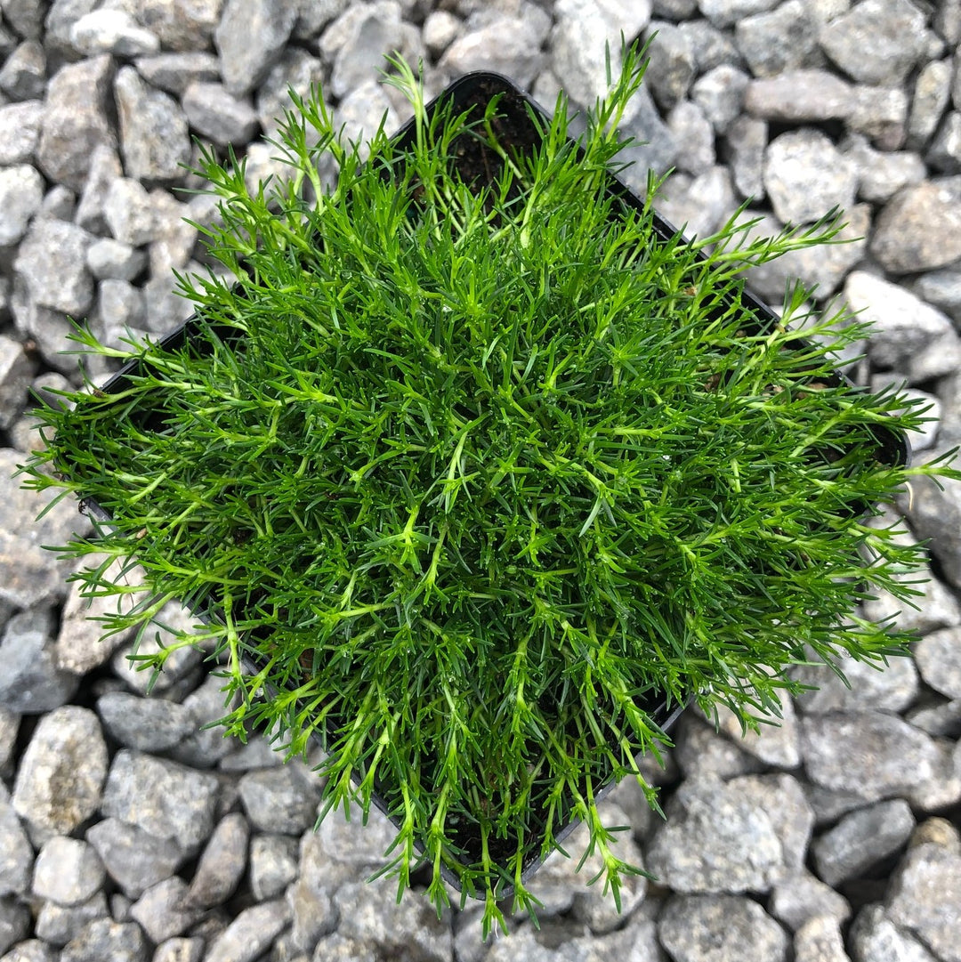 planting irish moss seeds Heirloom Non-GMO Irish Moss Seeds – Neeraseeds