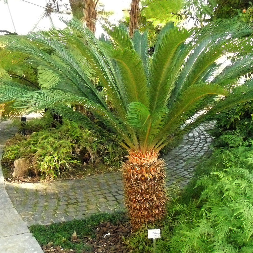 Grønne Cycas plantefrø til udplantning - 100 stk