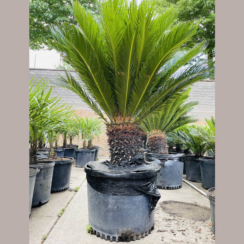 Grønne Cycas plantefrø til udplantning - 100 stk