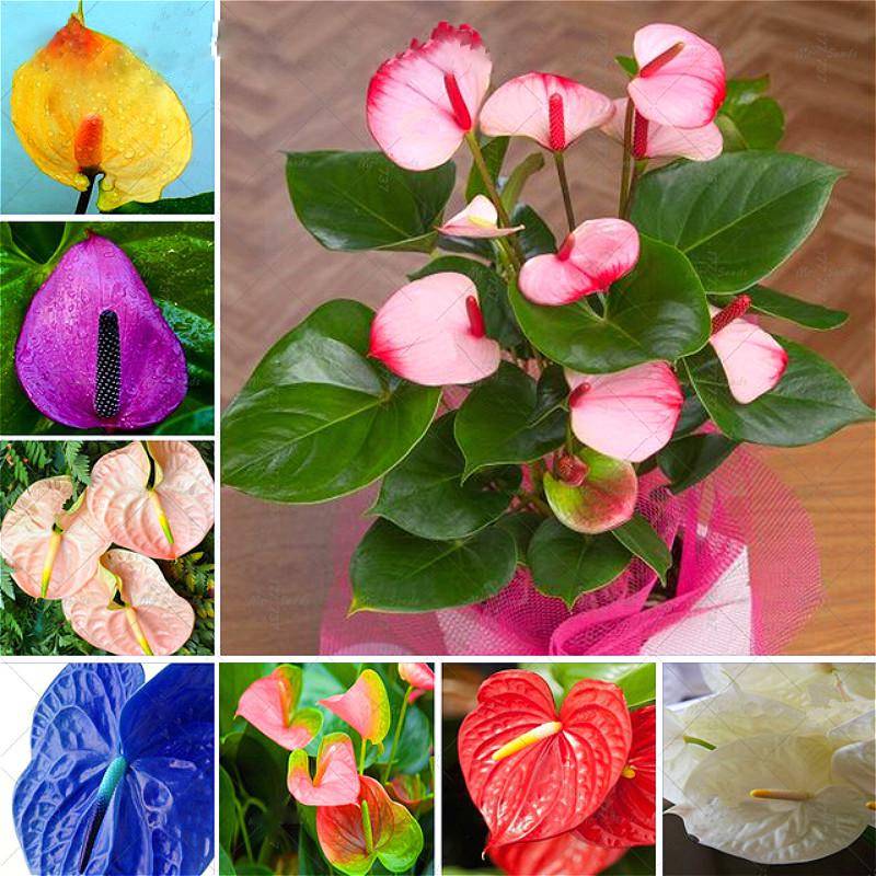 Anthurium Blandede Blomsterfrø til Plantning 100 stk