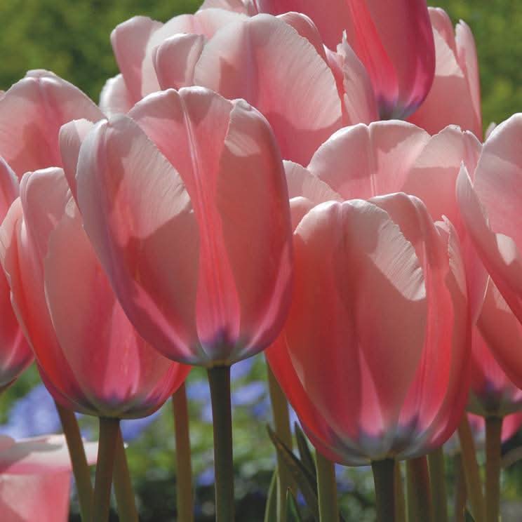heirloom tulip flower seeds