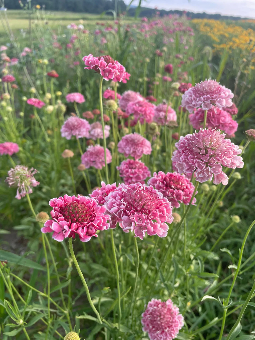 Pink Scabiosa blomsterfrø til udplantning, friske, 100 stk