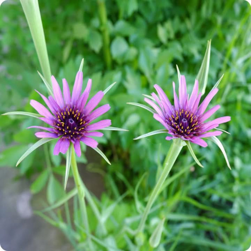 salsify edible flower seeds