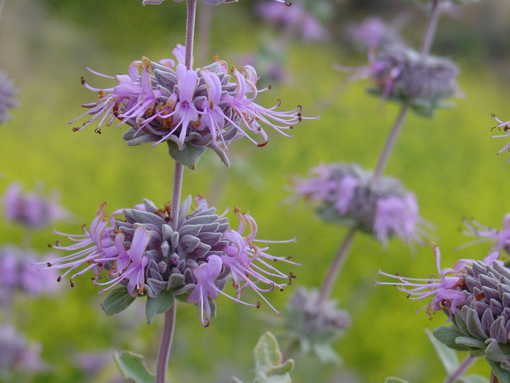 Violet Salvia Eng Salvie Blomsterfrø til udplantning - 100 stk