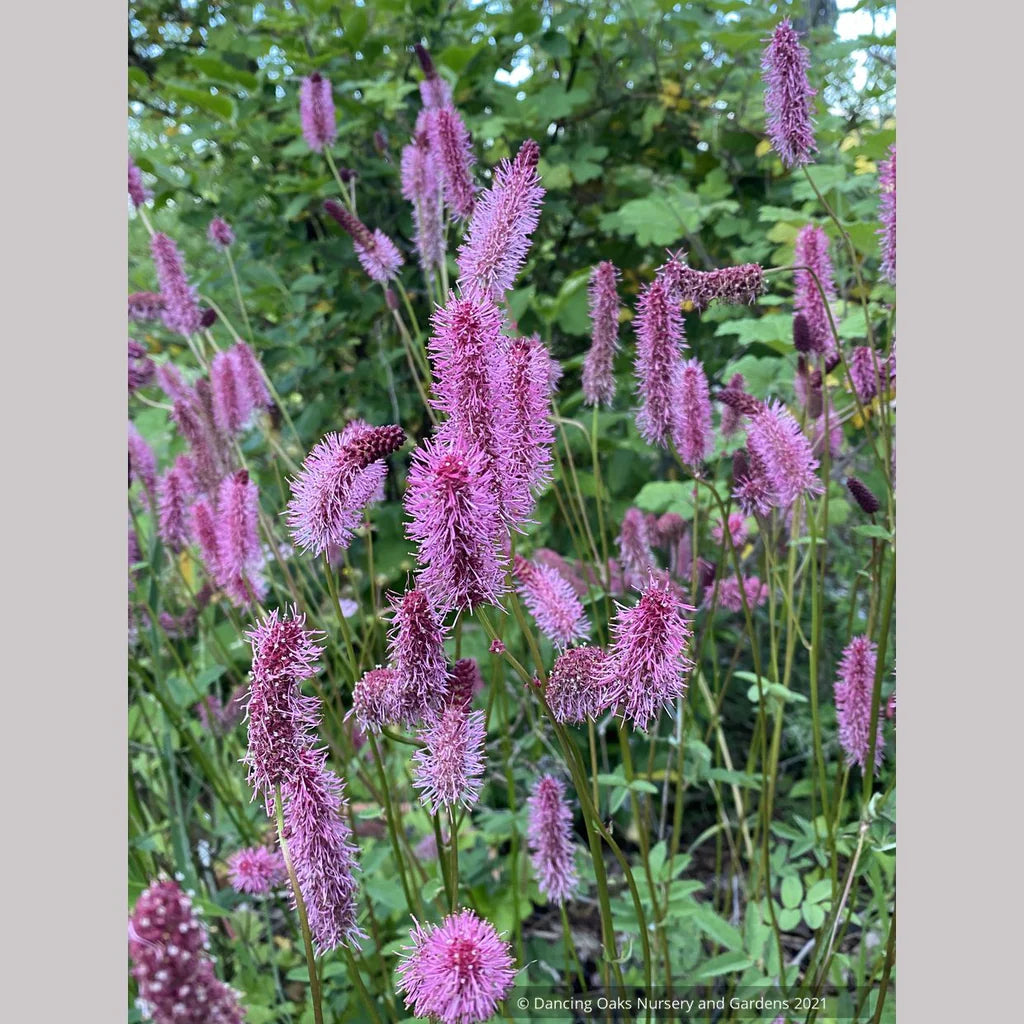 Pink Alaskan Burnet Plant Seeds for Planting - 100 pcs