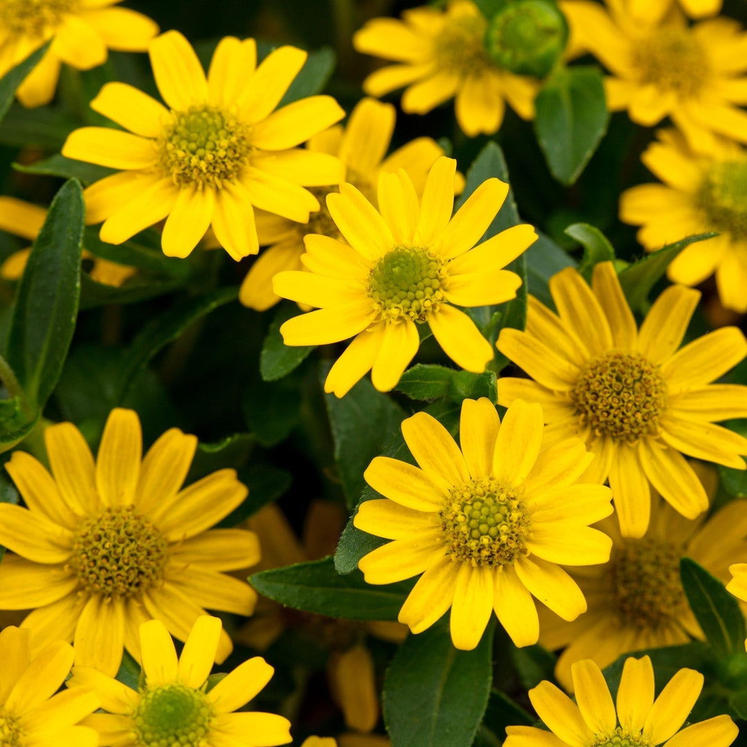 yellow organic flower seeds
