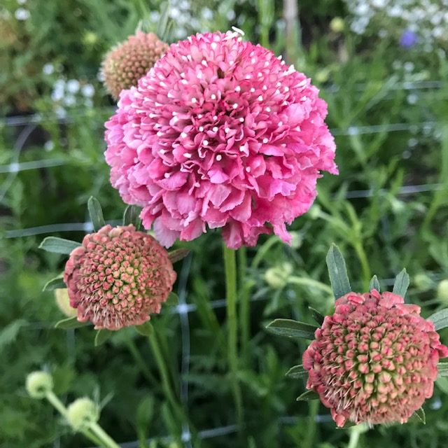 Pink Scabiosa blomsterfrø til udplantning, friske, 100 stk