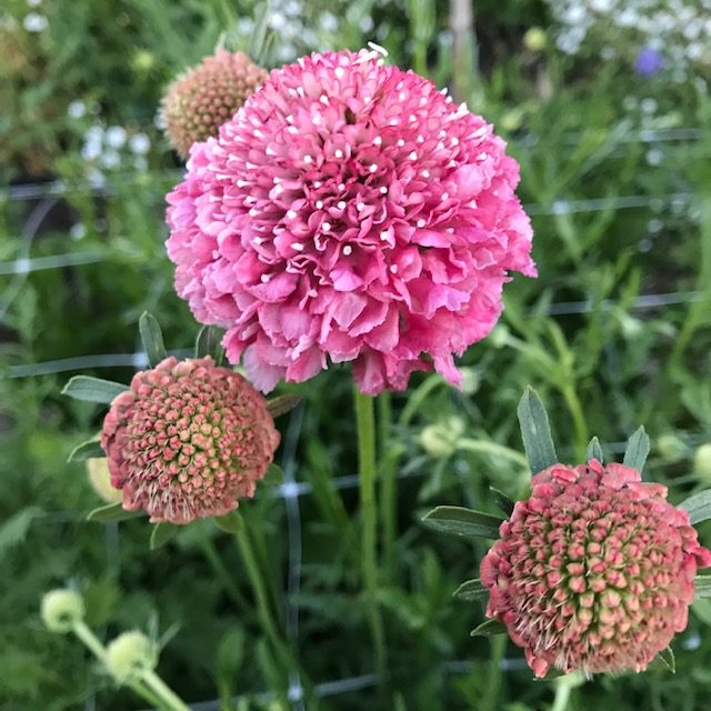 pink scabiosa flower seeds