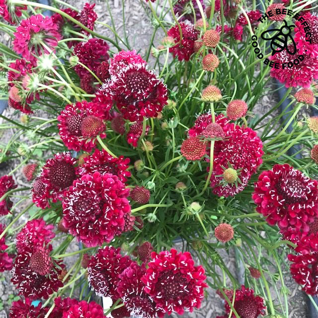 Organic Heirloom Non-GMO Red Pincushion Seeds for Planting – Unique Garden Blooms