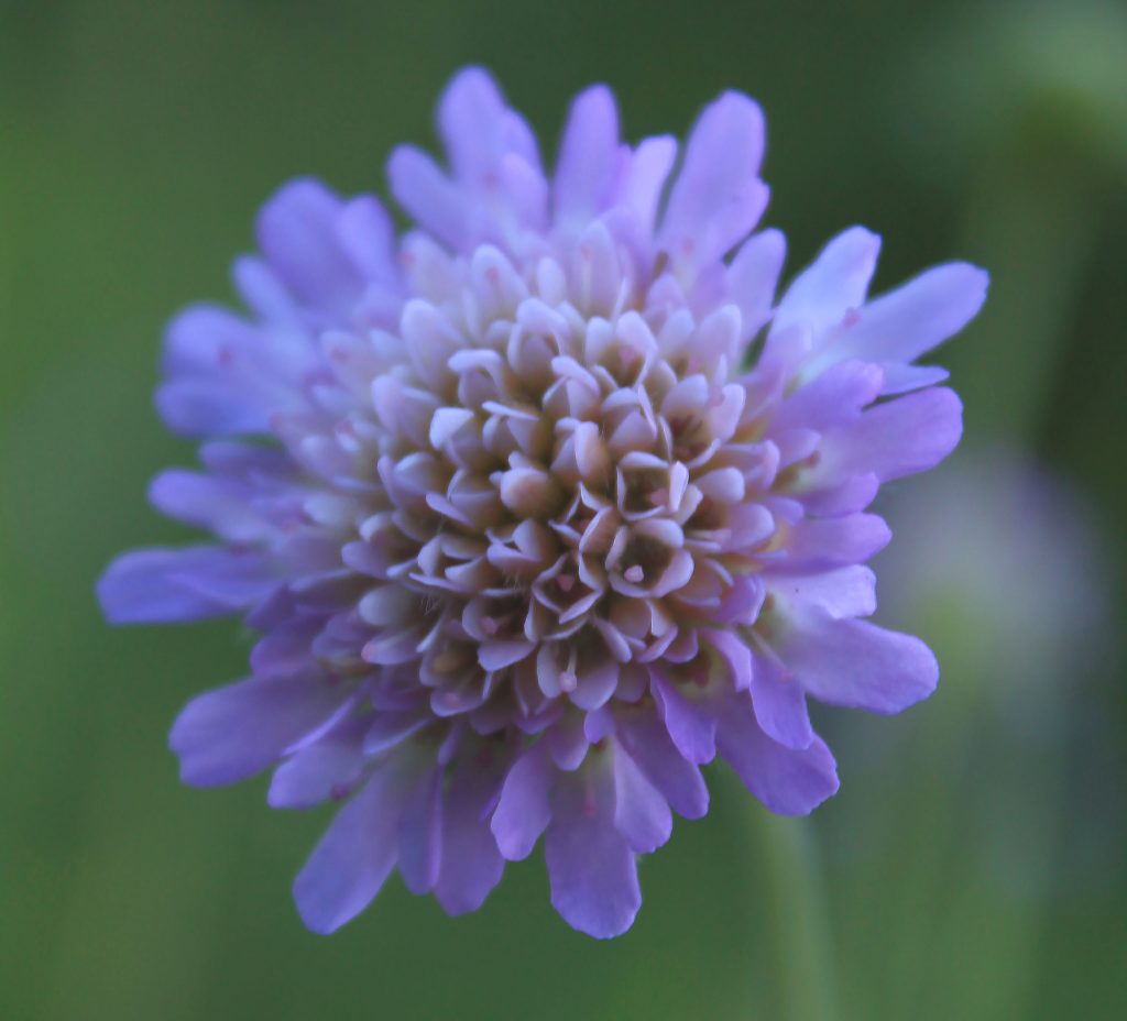 Heirloom Non-GMO Scabiosa Flower Seeds for Planting – Fragrant, Pollinator-Friendly Garden Blooms