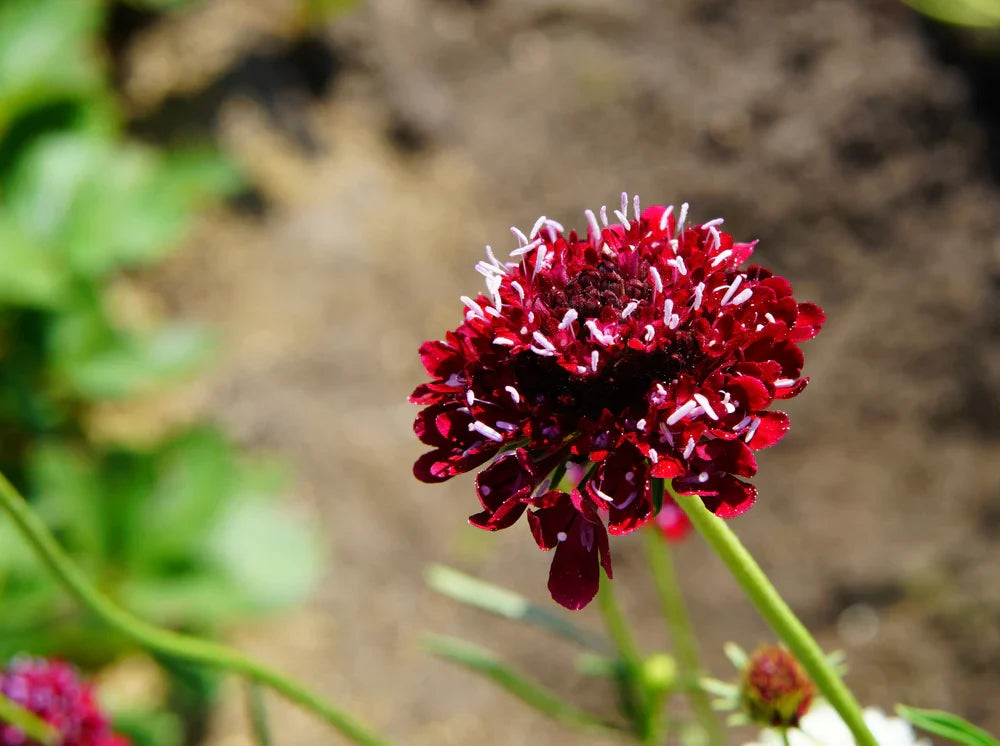 flower scabiosa flower seeds
