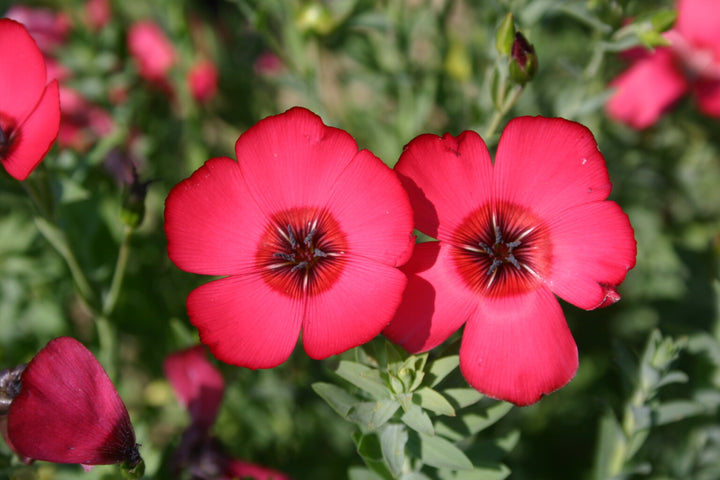 Heirloom Scarlet Flax Flower Seeds, Non-GMO Bright Red Blooms for Garden Planting