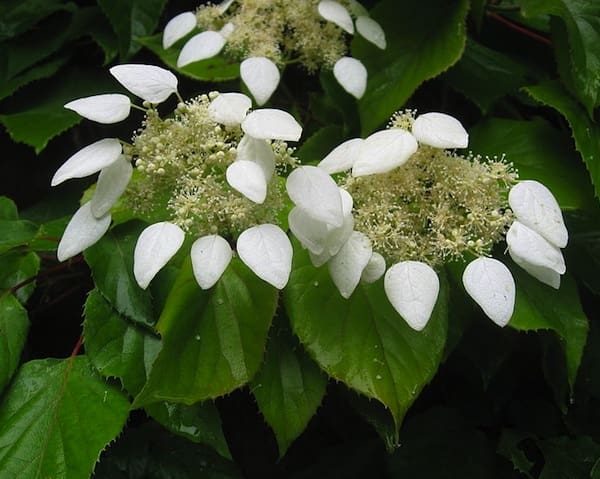 japanese hydrangea flower seeds