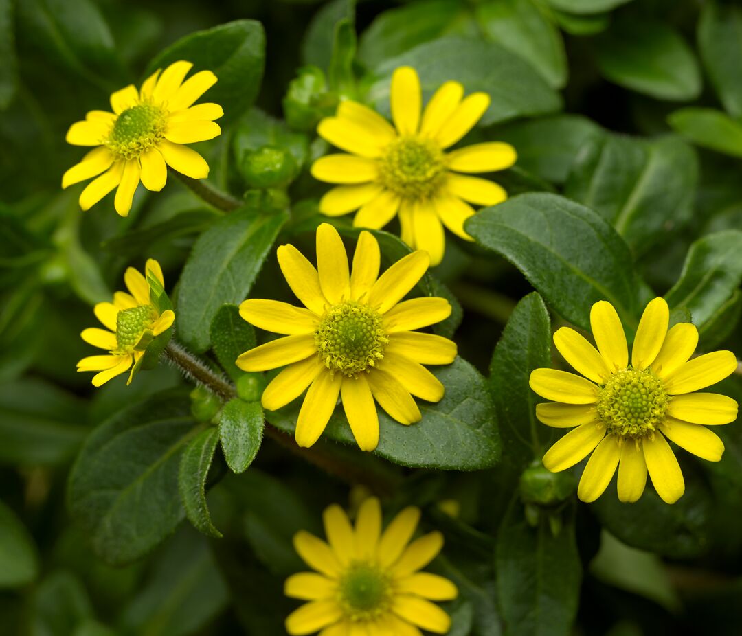 Gule Sanvitalia blomsterfrø til plantning 100 stk