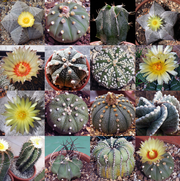 Astrophytum plantefrø til udplantning, 100 stk