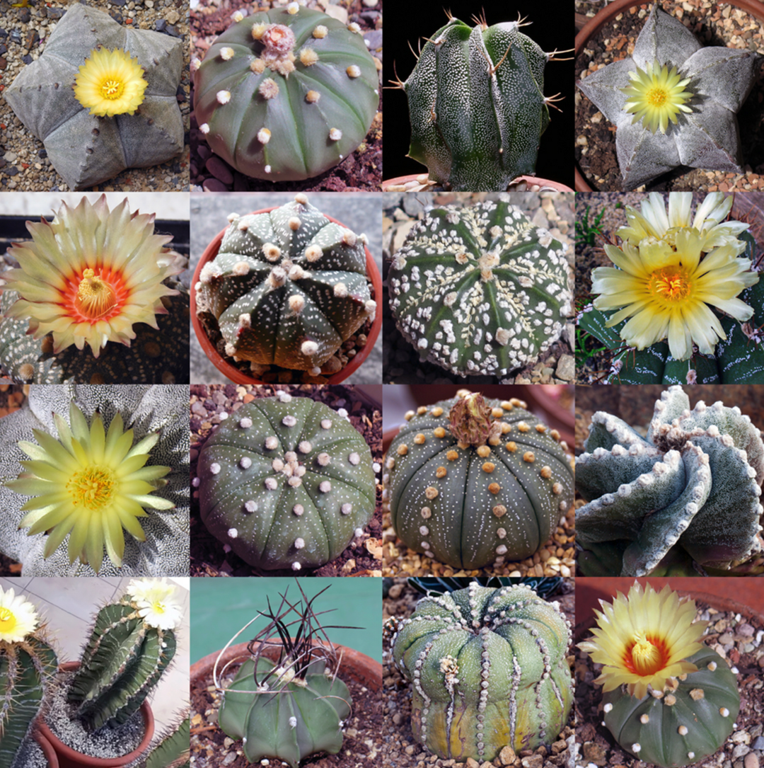 heirloom non flower seeds