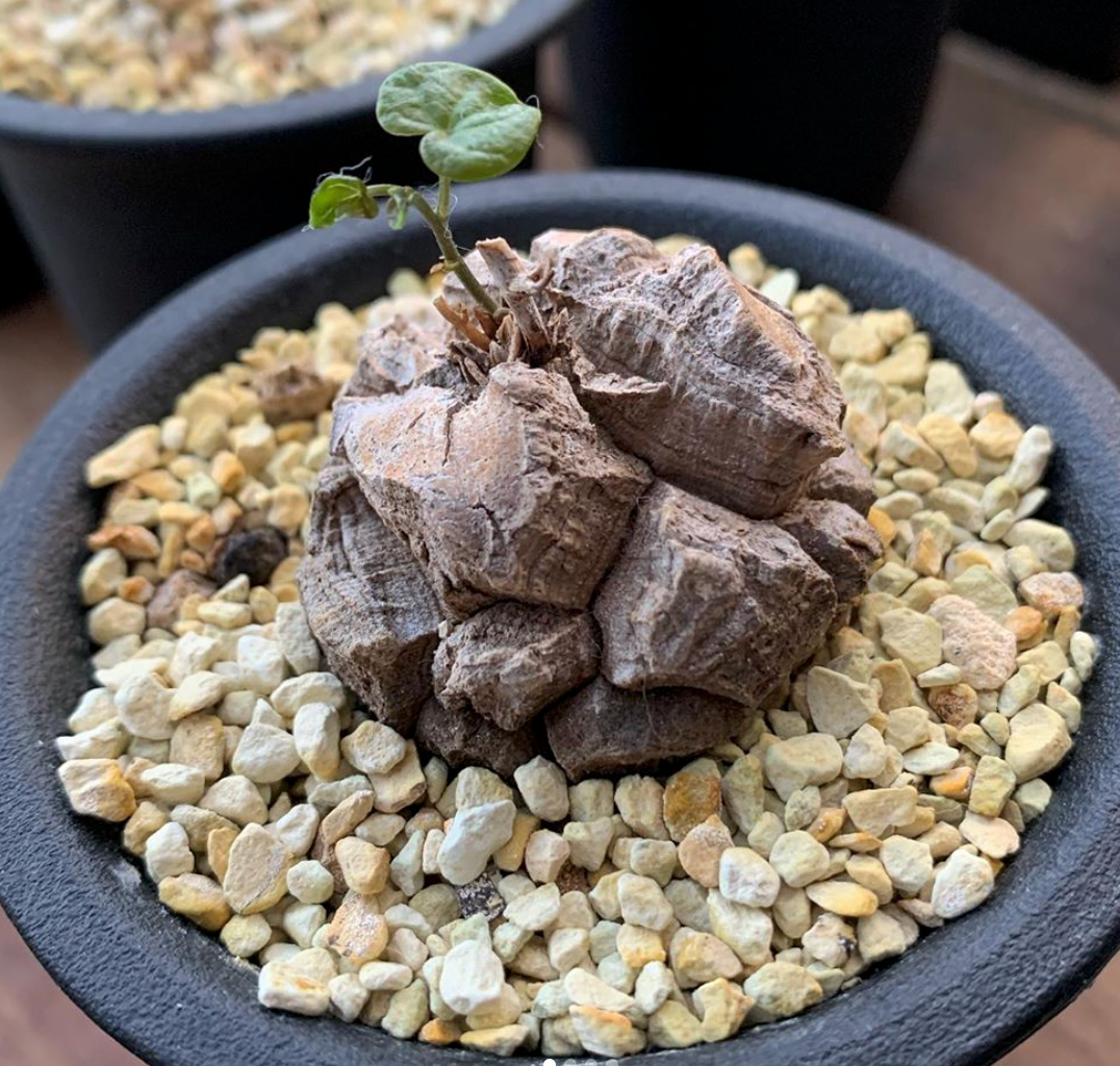 caudex succulents Heirloom Caudex Succulent Seeds – Non-GMO Ornamental Seeds for Plantin – Neeraseeds