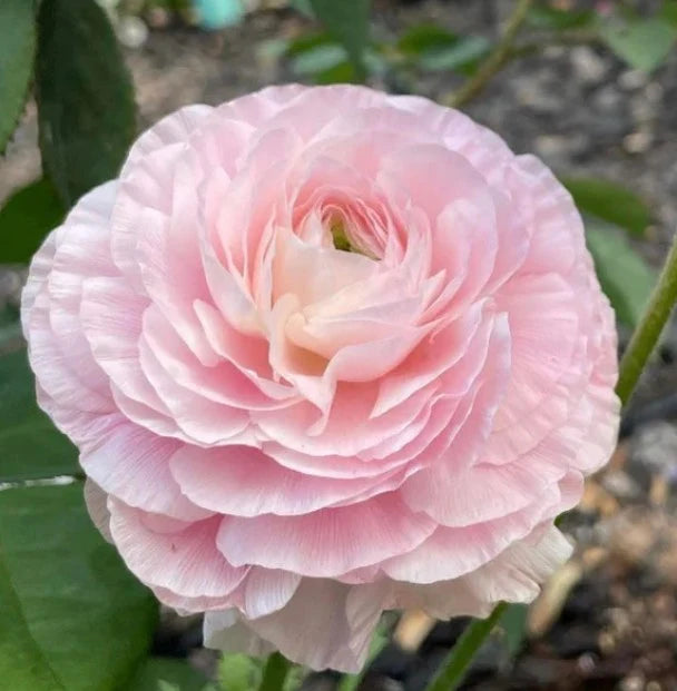 Ranunculus Highline Chamallow Flower Seeds for planting - Heirloom and Non-GMO garden seeds