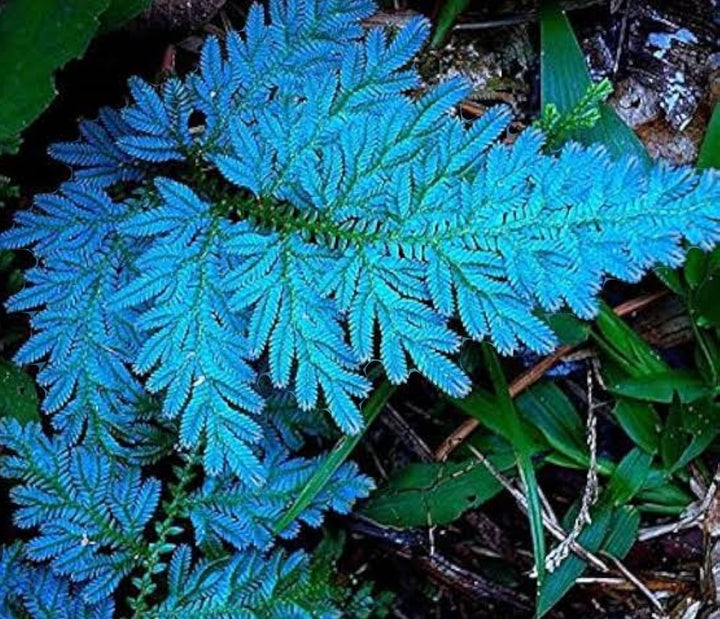 Fern Sky Blue Plant Seeds for Planting 100 pcs