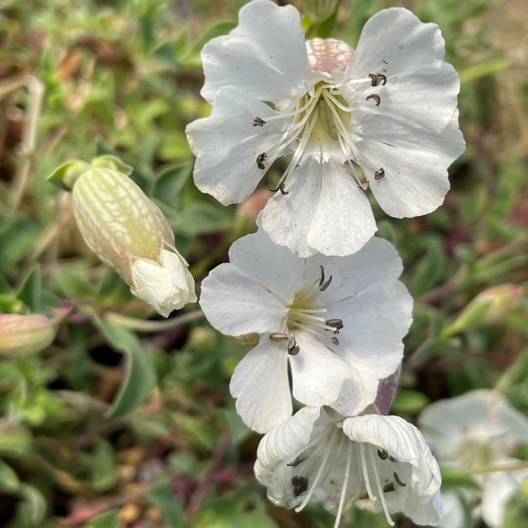 Campion Blomsterfrø til udplantning, 100 stk