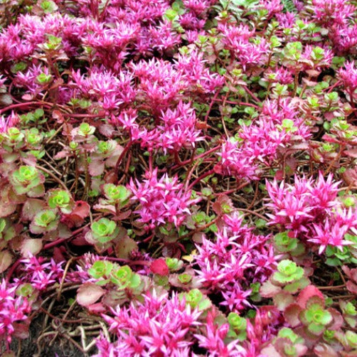 Pink Sedum Blomsterfrø til udplantning – 100 stk