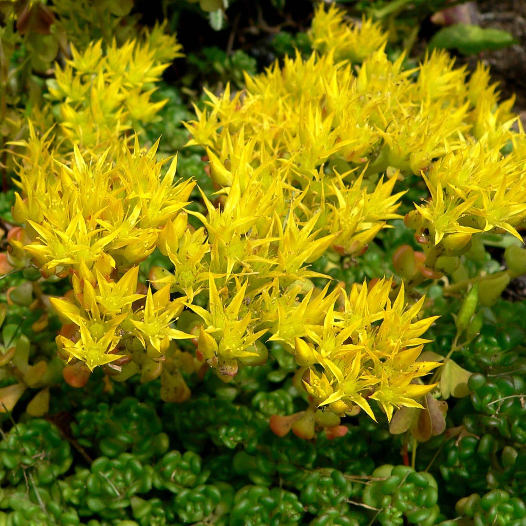 Yellow Sedum Oreganum Plant Seeds for Planting 100 pcs