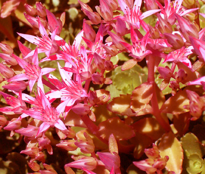 Pink Sedum Voodoo Seeds for Planting, 100 pcs