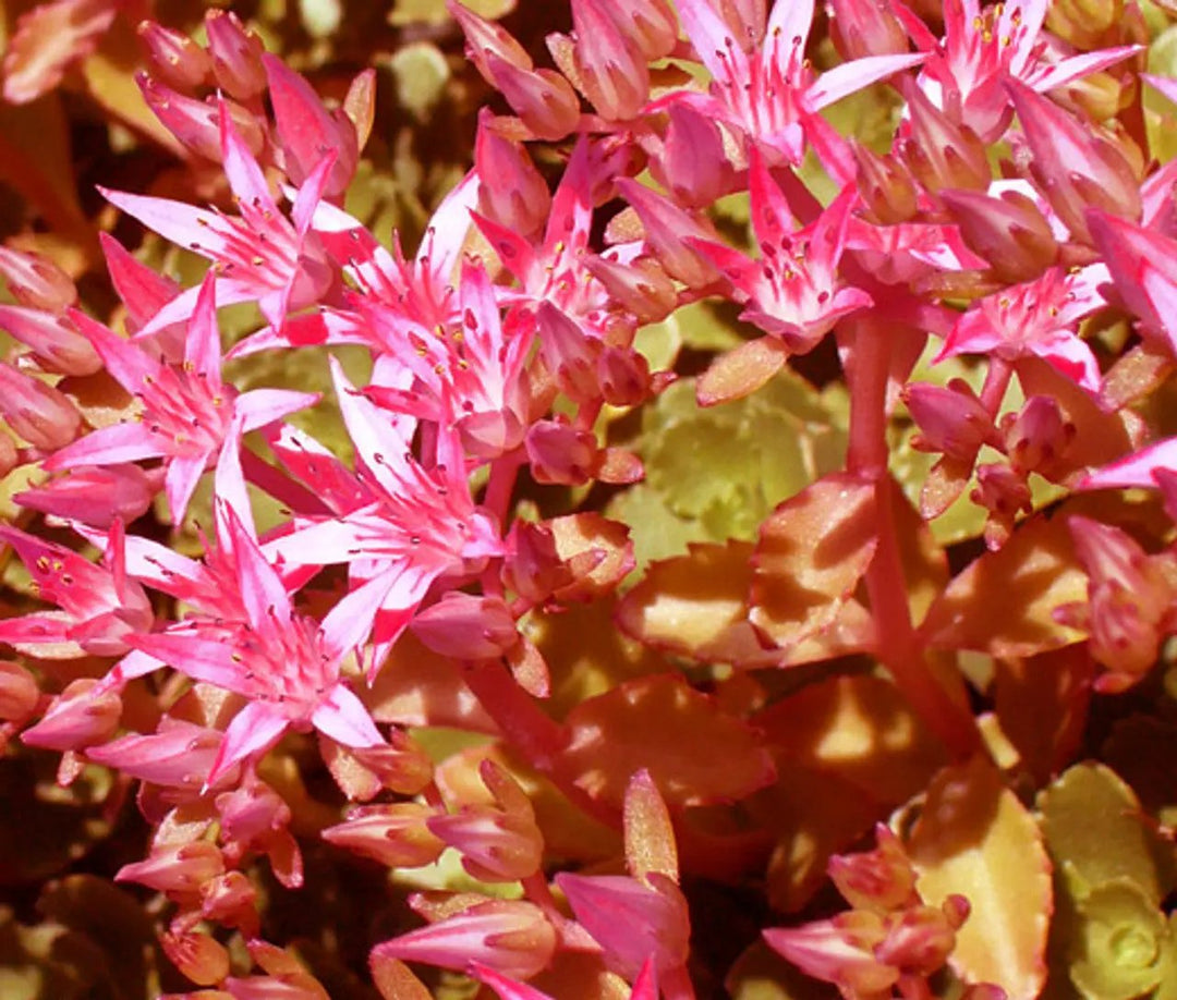 pink sedum flower seeds