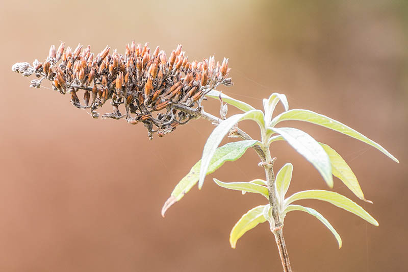 Brune Buddleja blomsterfrø til udplantning - 100 stk