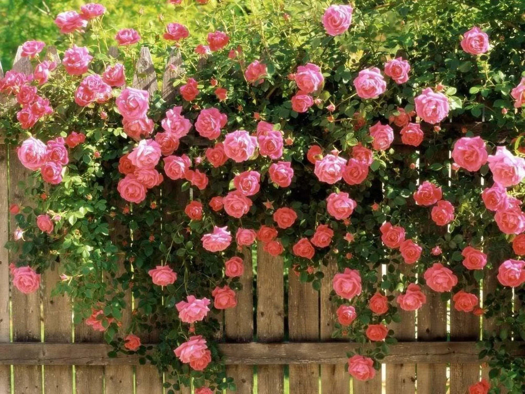 Rose Pink Climbing Rose Flower Seeds for Planting - 100 pcs