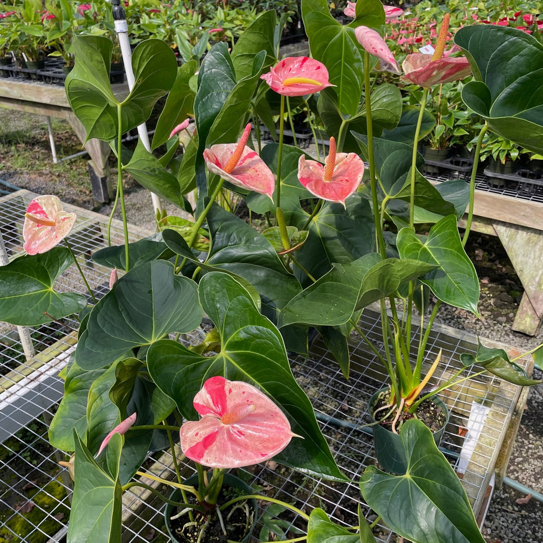 Anthurium Hvid Røde Blomsterfrø til Plantning 100 stk