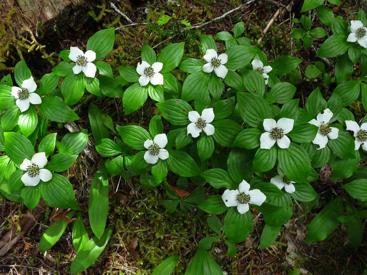 Heirloom Bunchberry Flower Seeds, Non-GMO Groundcover Blooms for Woodland Garden Planting
