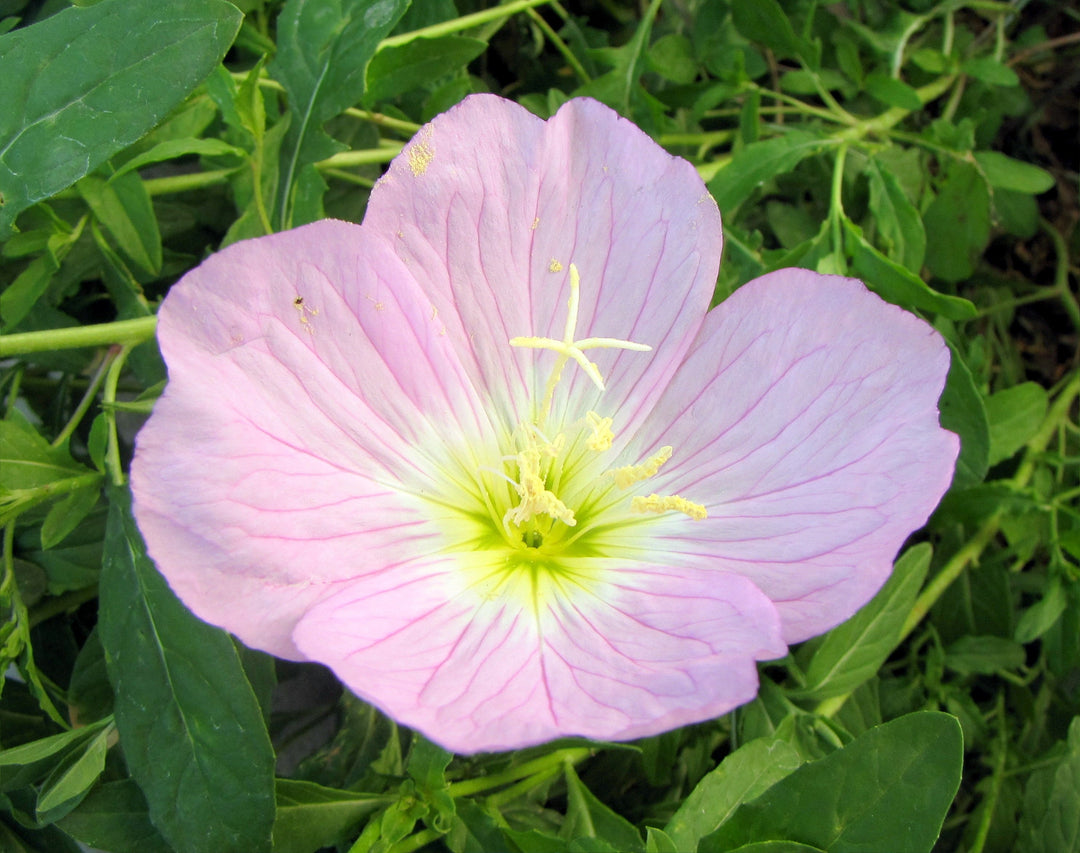 evening primrose flower seeds