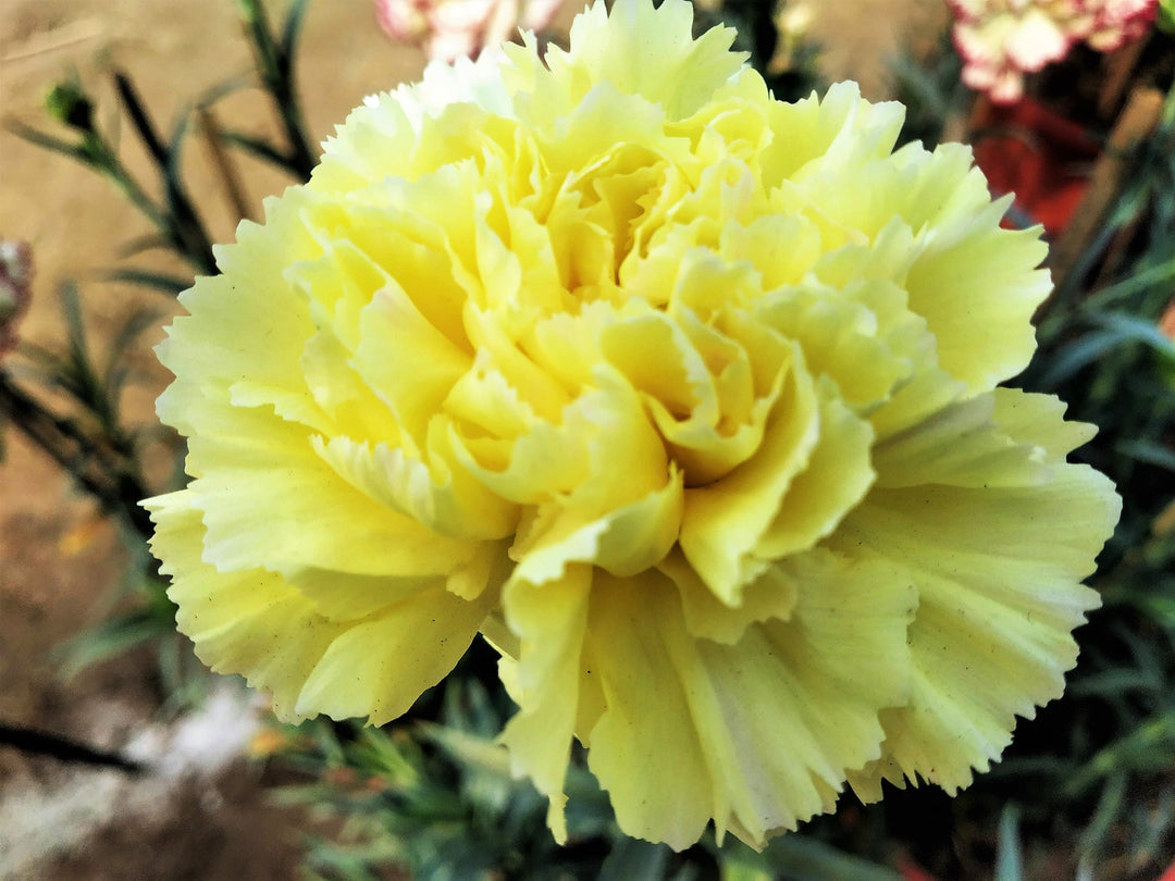 Yellow Carnation Flower Seeds – Non-GMO Seeds for Vibrant Garden Blooms