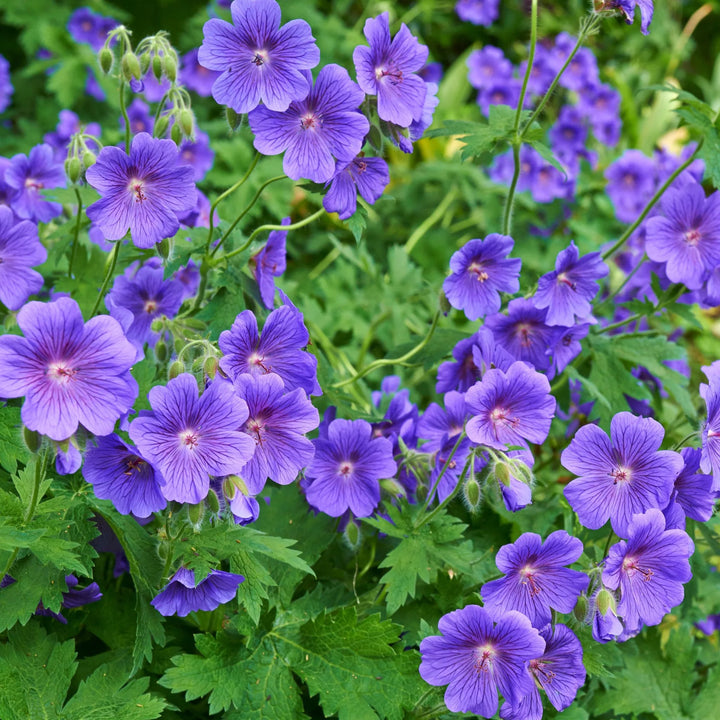 Heirloom Non-GMO Deep Blue Geranium Flower Seeds for Planting – Vibrant Hue for Garden Blooms