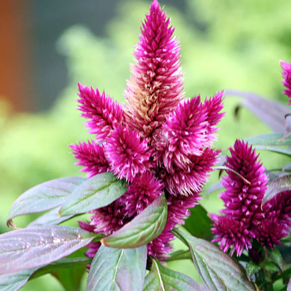 purple celosia flower seeds