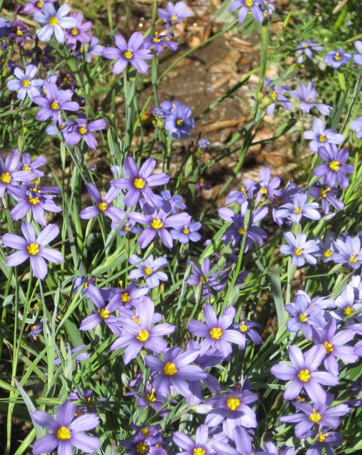 Heirloom Non-GMO Sisyrinchium Montanum Flower Seeds for Planting – Delicate Blue Perennial Blooms