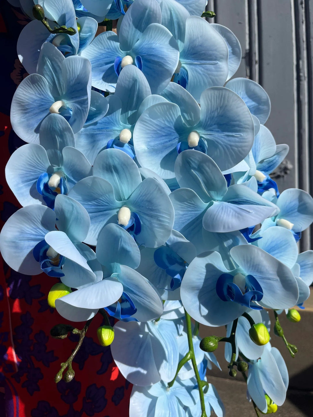blue organic flower seeds