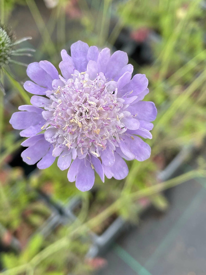Organic Heirloom Non-GMO Scabious Seeds for Planting – Fresh Vibrant Garden Blooms