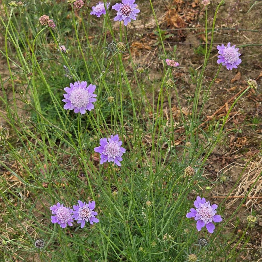 organic heirloom flower seeds