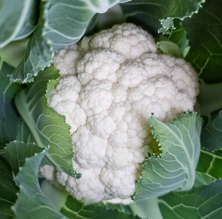 Snowball Y Cauliflower Planting Organic Florida Grown Heirloom Non Gmo Flower Seeds Home