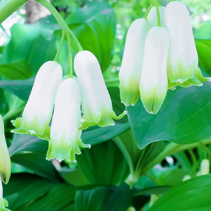 Polygonatum Canaliculatum Flower Seeds – Heirloom, Non-GMO, Easy to Grow for Garden Planting