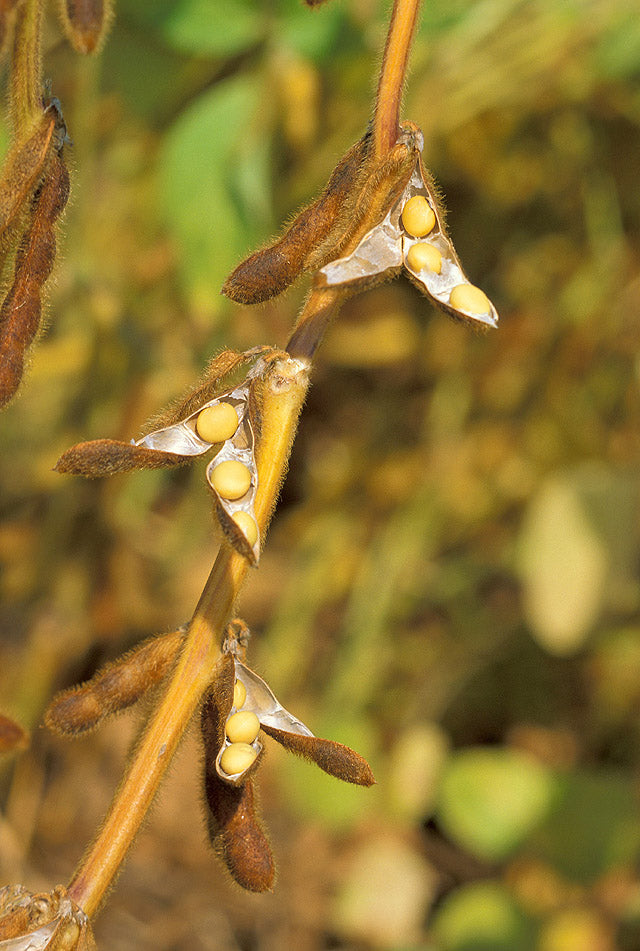 Brown Sweet Soybean Seeds for Planting-heirloom & Non-GMO Seeds