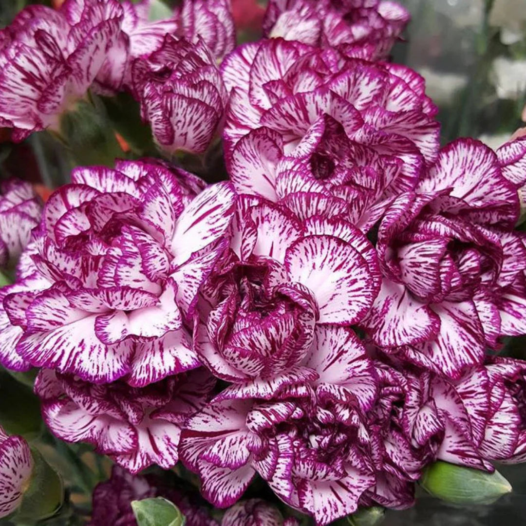 White Violet Carnation Flower Seeds – Heirloom, Non-GMO, for Garden and Decorative Planting