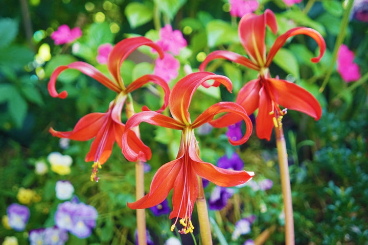 Sprekelia blomsterfrø til plantning - 100 stk