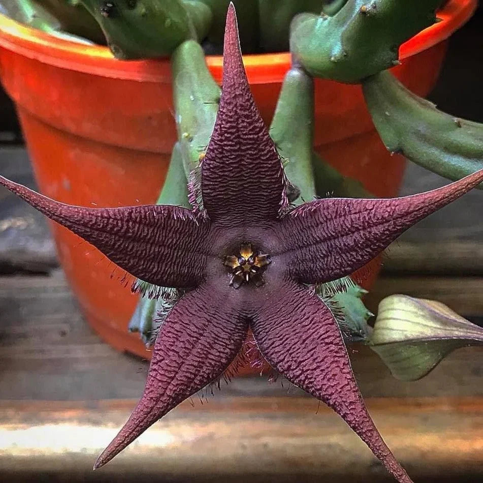 stapelia pulchella flower seeds