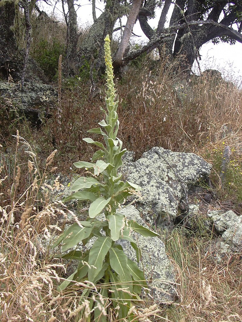 Green Verbascum Thapsus Plant Seeds for Planting - 100 pcs