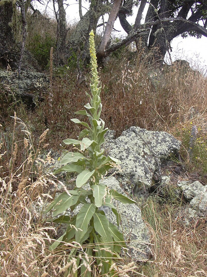 Grønne Verbascum Thapsus plantefrø til udplantning - 100 stk