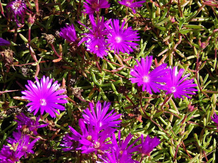 Lampranthus Roseus Blomsterfrø til udplantning - 100 stk