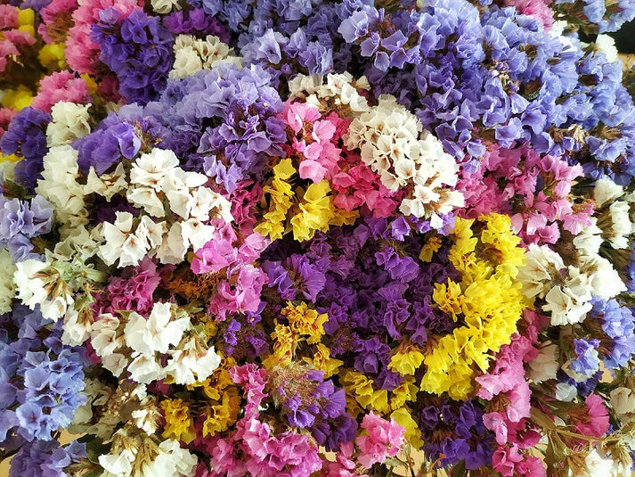 Heirloom Non-GMO Limonium Flower Seeds for Planting – Long-Lasting Cut Flower Seeds